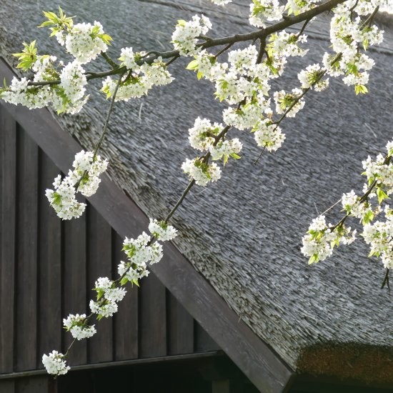 Ferienhaus »Bienenhaus« - Im Frühling